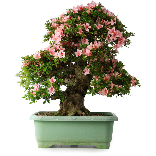 Rhododendron indicum Nyohozan, 64 cm, ± 30 years old, with a nebari of 21 cm