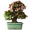 Rhododendron indicum Nyohozan, 64 cm, ± 30 años, con un nebari de 21 cm