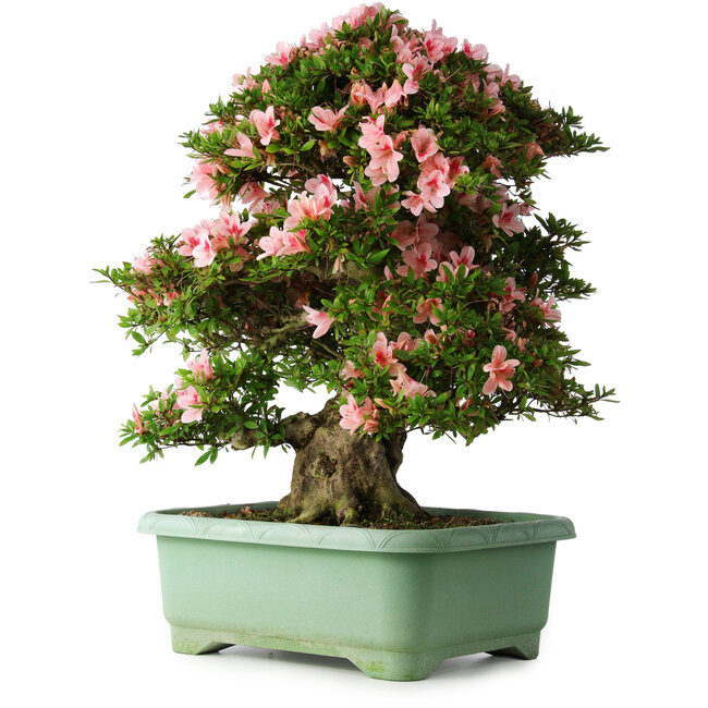 Rhododendron indicum Nyohozan, 64 cm, ± 30 años, con un nebari de 21 cm