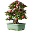 Rhododendron indicum Nyohozan, 64 cm, ± 30 jaar oud, met een nebari van 21 cm