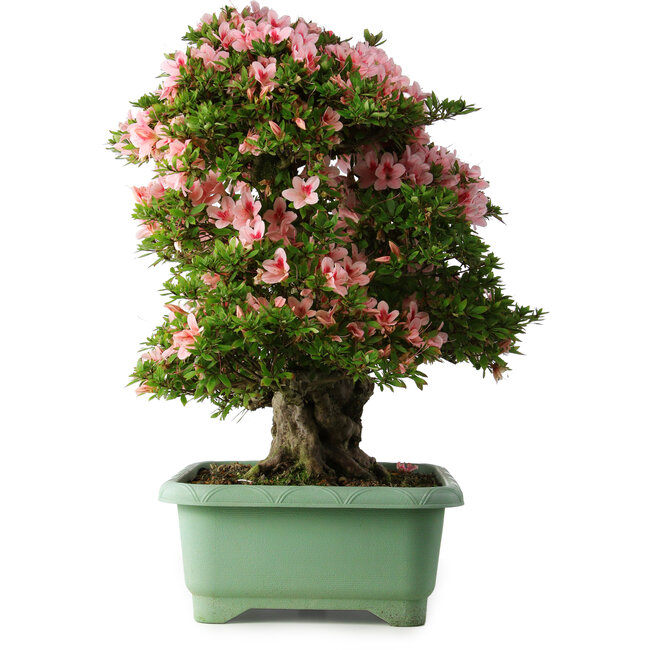 Rhododendron indicum Nyohozan, 64 cm, ± 30 years old, with a nebari of 21 cm