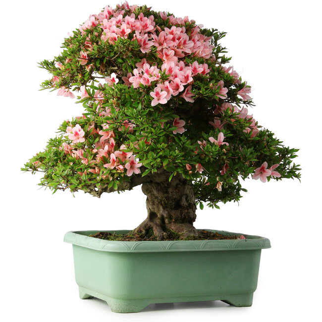 Rhododendron indicum Nyohozan, 64 cm, ± 30 jaar oud, met een nebari van 21 cm