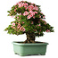 Rhododendron indicum Nyohozan, 64 cm, ± 30 jaar oud, met een nebari van 21 cm