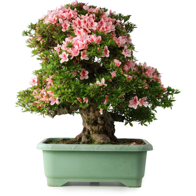 Rhododendron indicum Nyohozan, 64 cm, ± 30 Jahre alt, mit einem Nebari von 21 cm