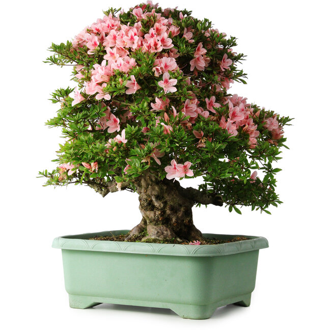 Rhododendron indicum Nyohozan, 64 cm, ± 30 Jahre alt, mit einem Nebari von 21 cm