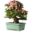 Rhododendron indicum Nyohozan, 64 cm, ± 30 jaar oud, met een nebari van 21 cm