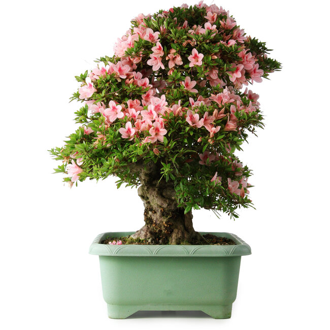 Rhododendron indicum Nyohozan, 64 cm, ± 30 anni, con un nebari di 21 cm