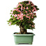 Rhododendron indicum Nyohozan, 64 cm, ± 30 jaar oud, met een nebari van 21 cm
