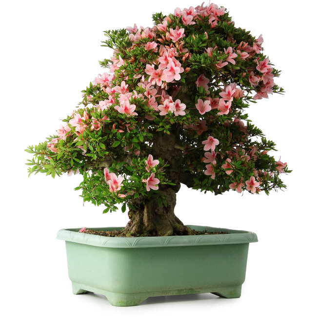 Rhododendron indicum Nyohozan, 64 cm, ± 30 años, con un nebari de 21 cm