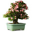 Rhododendron indicum Nyohozan, 64 cm, ± 30 jaar oud, met een nebari van 21 cm