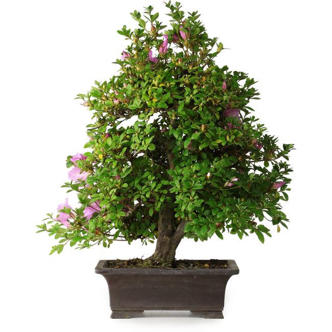 Rhododendron indicum Takasago, 60 cm, ± 25 anni, con un nebari di 11,5 cm