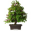Rhododendron indicum Takasago, 60 cm, ± 25 jaar oud, met een nebari van 11,5 cm