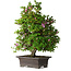 Rhododendron indicum Takasago, 60 cm, ± 25 jaar oud, met een nebari van 11,5 cm