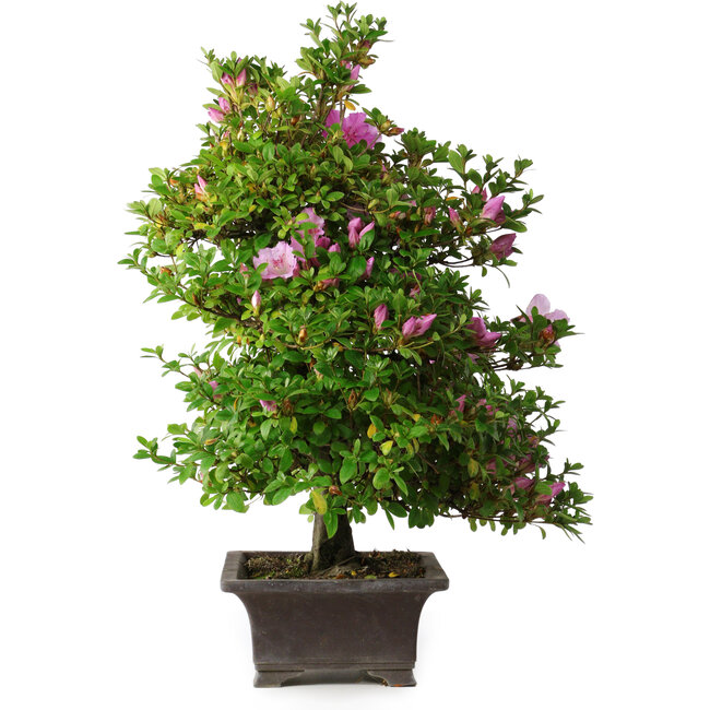 Rhododendron indicum Takasago, 60 cm, ± 25 years old, with a nebari of 11,5 cm