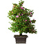 Rhododendron indicum Takasago, 60 cm, ± 25 jaar oud, met een nebari van 11,5 cm