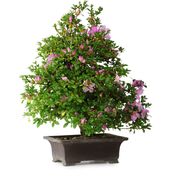 Rhododendron indicum Takasago, 60 cm, ± 25 jaar oud, met een nebari van 11,5 cm