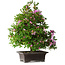 Rhododendron indicum Takasago, 60 cm, ± 25 anni, con un nebari di 11,5 cm