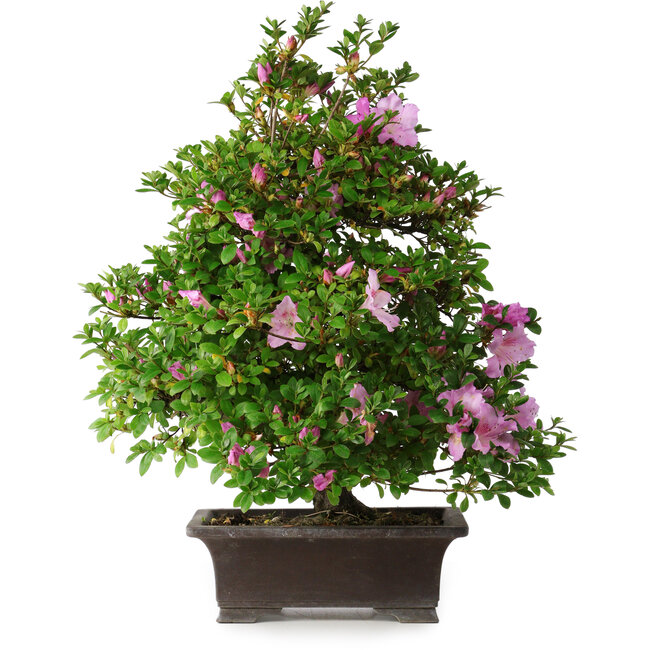 Rhododendron indicum Takasago, 60 cm, ± 25 years old, with a nebari of 11,5 cm