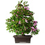 Rhododendron indicum Takasago, 60 cm, ± 25 years old, with a nebari of 11,5 cm
