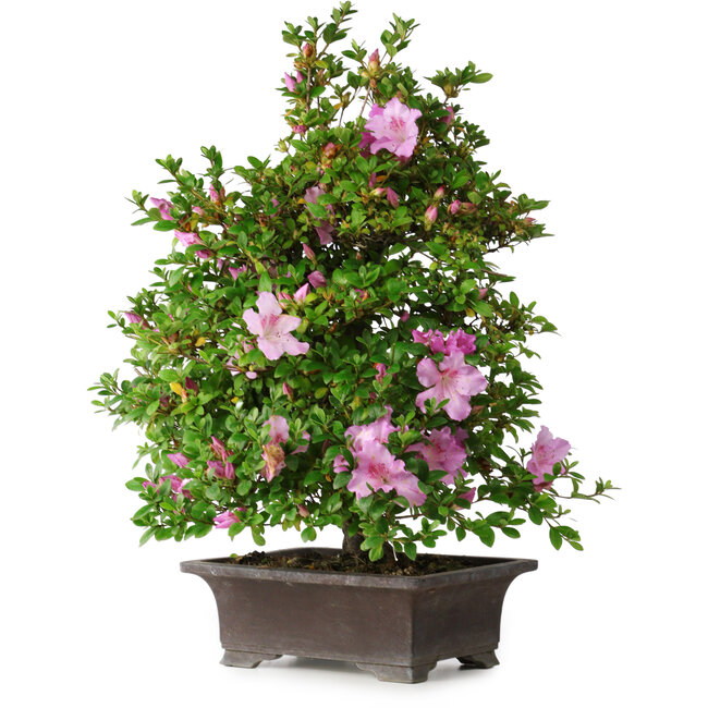 Rhododendron indicum Takasago, 60 cm, ± 25 anni, con un nebari di 11,5 cm