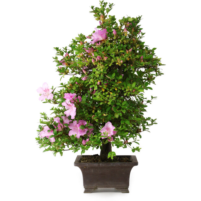 Rhododendron indicum Takasago, 60 cm, ± 25 years old, with a nebari of 11,5 cm