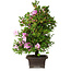 Rhododendron indicum Takasago, 60 cm, ± 25 jaar oud, met een nebari van 11,5 cm