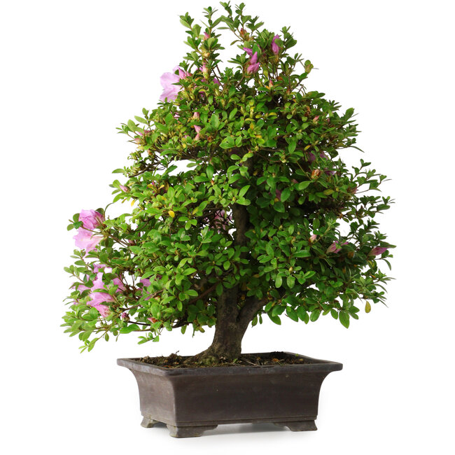 Rhododendron indicum Takasago, 60 cm, ± 25 Jahre alt, mit einem Nebari von 11,5 cm