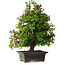 Rhododendron indicum Takasago, 60 cm, ± 25 jaar oud, met een nebari van 11,5 cm