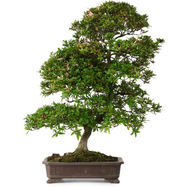 Rhododendron indicum Yumehanabi, 65 cm, ± 25 Jahre alt, mit einem Nebari von 12 cm