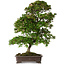 Rhododendron indicum Yumehanabi, 65 cm, ± 25 jaar oud, met een nebari van 12 cm