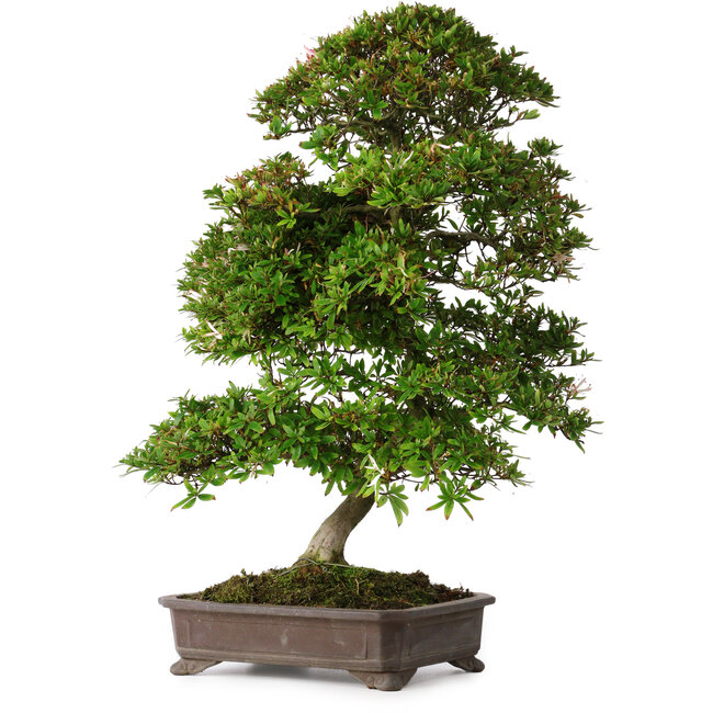 Rhododendron indicum Yumehanabi, 65 cm, ± 25 ans, avec un nebari de 12 cm