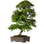 Rhododendron indicum Yumehanabi, 65 cm, ± 25 jaar oud, met een nebari van 12 cm