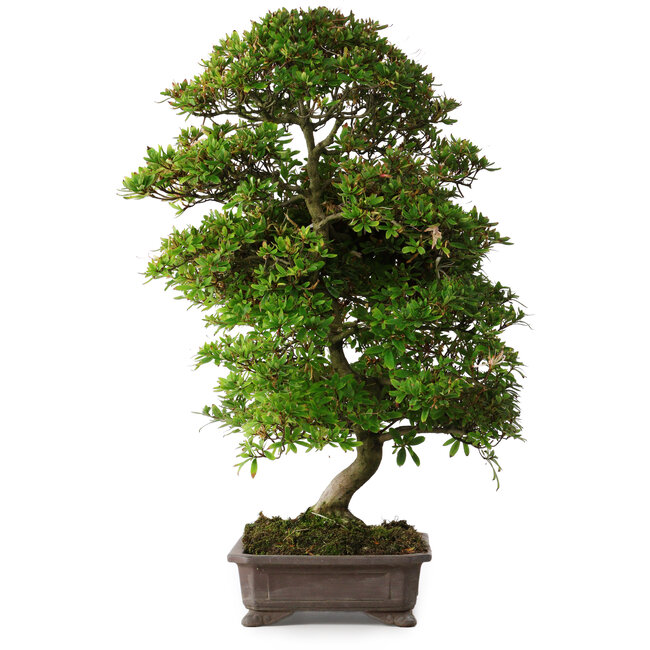 Rhododendron indicum Yumehanabi, 65 cm, ± 25 ans, avec un nebari de 12 cm