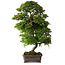 Rhododendron indicum Yumehanabi, 65 cm, ± 25 jaar oud, met een nebari van 12 cm