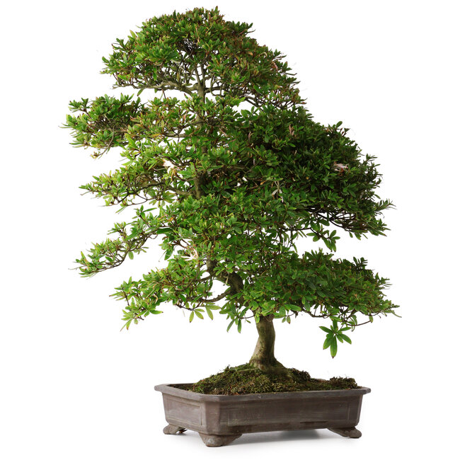 Rhododendron indicum Yumehanabi, 65 cm, ± 25 años, con un nebari de 12 cm