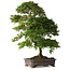 Rhododendron indicum Yumehanabi, 65 cm, ± 25 jaar oud, met een nebari van 12 cm