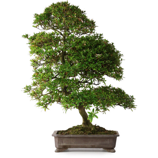 Rhododendron indicum Yumehanabi, 65 cm, ± 25 ans, avec un nebari de 12 cm