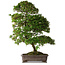 Rhododendron indicum Yumehanabi, 65 cm, ± 25 jaar oud, met een nebari van 12 cm