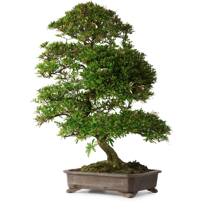 Rhododendron indicum Yumehanabi, 65 cm, ± 25 jaar oud, met een nebari van 12 cm