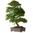 Rhododendron indicum Yumehanabi, 65 cm, ± 25 jaar oud, met een nebari van 12 cm