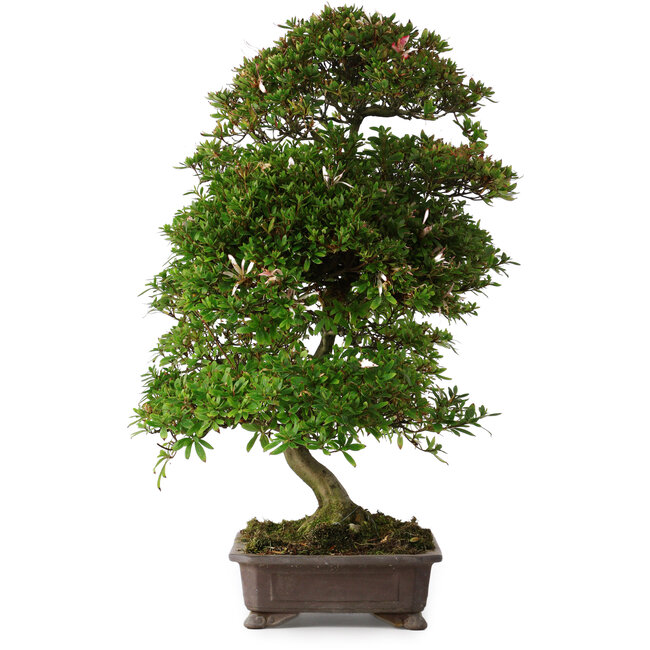 Rhododendron indicum Yumehanabi, 65 cm, ± 25 años, con un nebari de 12 cm