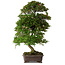 Rhododendron indicum Yumehanabi, 65 cm, ± 25 jaar oud, met een nebari van 12 cm