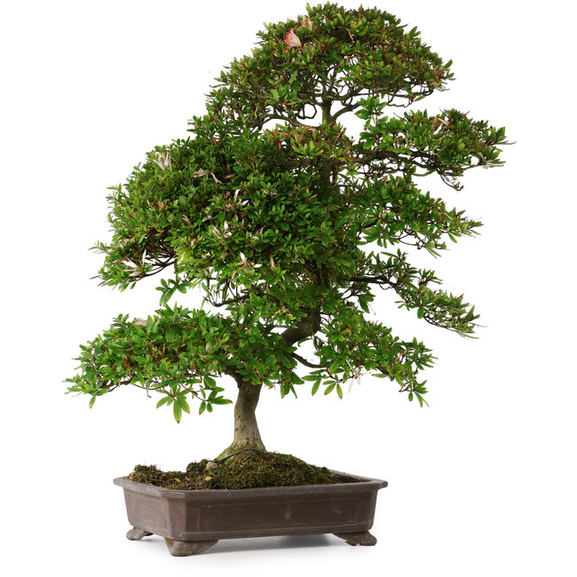 Rhododendron indicum Yumehanabi, 65 cm, ± 25 Jahre alt, mit einem Nebari von 12 cm