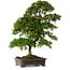Rhododendron indicum Yumehanabi, 65 cm, ± 25 jaar oud, met een nebari van 12 cm