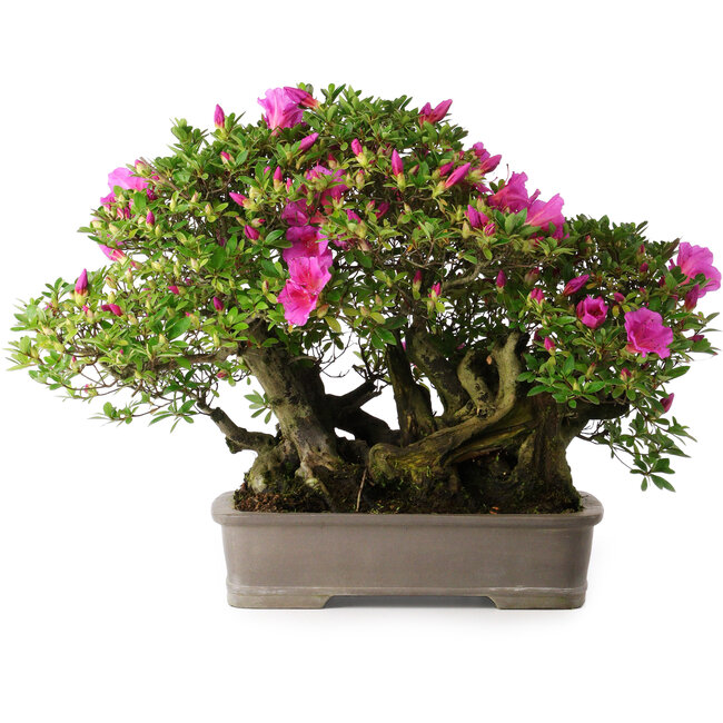 Rhododendron indicum Takasago, 40 cm, ± 25 jaar oud