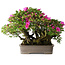 Rhododendron indicum Takasago, 40 cm, ± 25 jaar oud