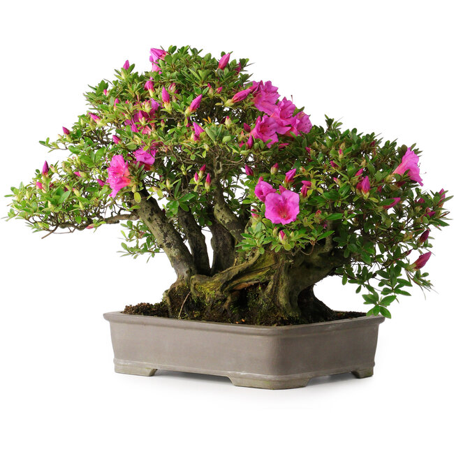 Rhododendron indicum Takasago, 40 cm, ± 25 years old