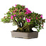 Rhododendron indicum Takasago, 40 cm, ± 25 jaar oud