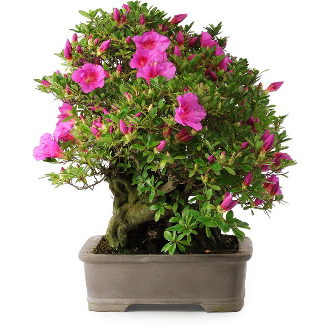 Rhododendron indicum Takasago, 40 cm, ± 25 años