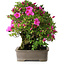 Rhododendron indicum Takasago, 40 cm, ± 25 jaar oud